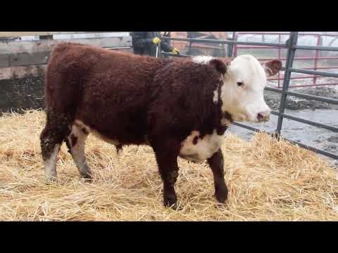 414M - BJK 133J Red Thunder 414M