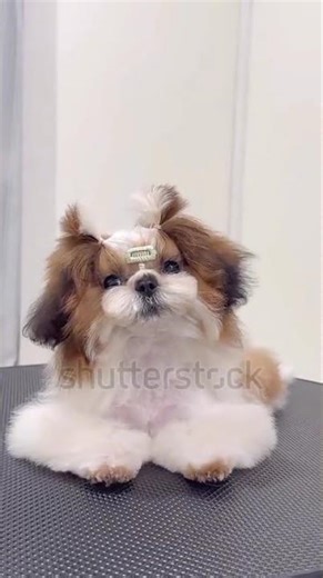 free free free shi tzu puppies subscribe and comment for adoption