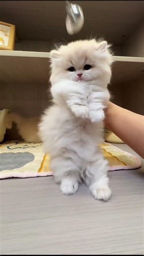 This Tiny Chinchilla Kitten Looks Like a Little Doll 😭🐾 #petvideo #cat #kitten #catshorts