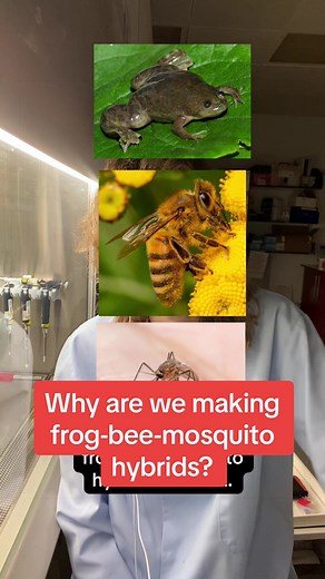 Frog-Bee-Mosquito Hybrids: A Biological Exploration
