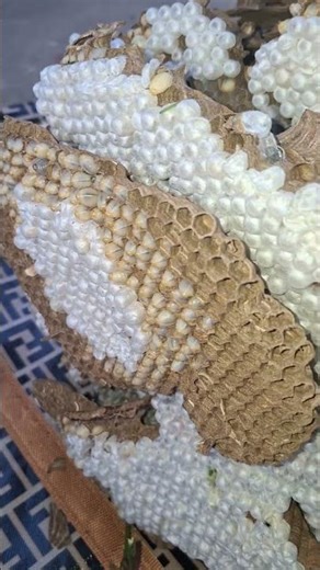 🐝 “Unboxing a Giant Wasp Nest – What’s Inside?”