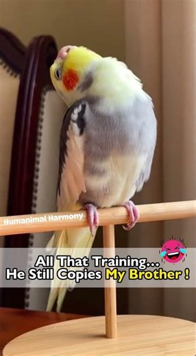 😳WAIT… Why Is My Parrot Burping?! 🦜😂💀 #parrot