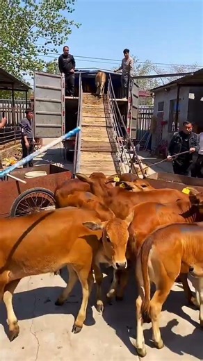 Eco-Friendly Cattle Farming | Home-Raised Cows#HomeRaised #CattleFarmingSkills #EcoFriendlyFarming