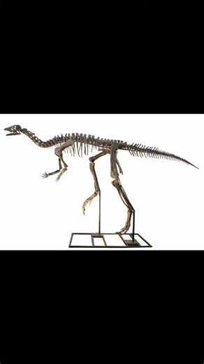 WHAT WAS A DRYOSAURUS? Dryosaurus was a small, fast-running herbivorous dinosaur that lived during the Late Jurassic Period, about 155–145 million years ago. Here are the key facts: Type: Ornithopod dinosaur (a relative of Iguanodon and Hadrosaurus) Where it lived: North America and parts of Africa (fossils have been found in the Morrison Formation and Tanzania) Size: About 8–14 feet (2.5–4 meters) long and 150–200 pounds (70–90 kg) Diet: Plant-eater; used its beak and cheek teeth to clip and ch