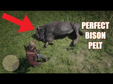 Red Dead Redemption 2 - Perfect Bison Pelt Location