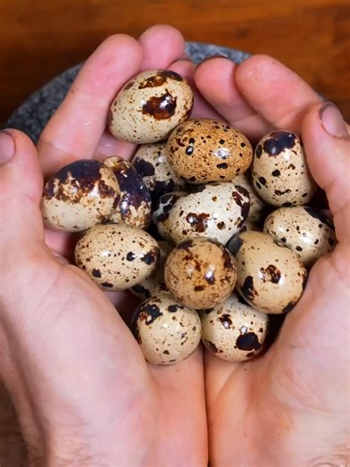 Quail Eggs Color Guessing Game