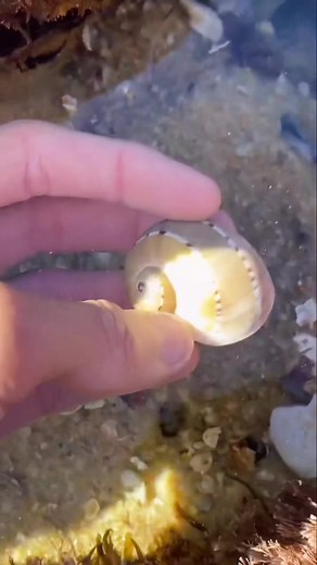 Gaudy Nautica Moon Snail Discovery