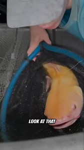 128K views · 2.2K reactions | Giant Catfish Rescue! | Bass Fishing Productions | Facebook