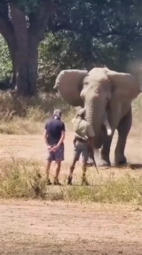 Close Call with Angry Bull Elephant in Africa