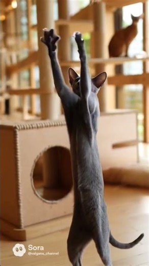 手足の長い猫カフェに来てみたよ！