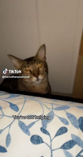 Supportive Cat Meme | The Emotional Deformed Cat