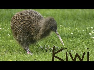 Amazing and Surprising Facts about Kiwi bird -The national animal of New Zealand | Helonational |
