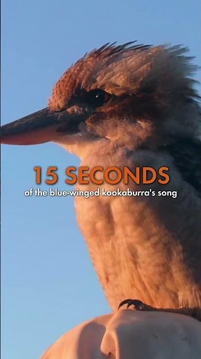 If somebody is laughing at you, it might just be a kookaburra.
