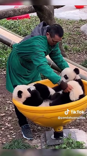 He is the panda's nanny and I really envy the job of a panda breeder 🐼🕶️🕶️#🐼 #panda #pet #petlovers_pets #tiktok #cupcut #fypシ #fyp #cute #china #petlife #pandahuahua