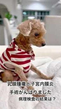 犬の乳腺腫瘍 子宮内膜炎#dog #トイプードル #犬の病気 #子宮内膜炎