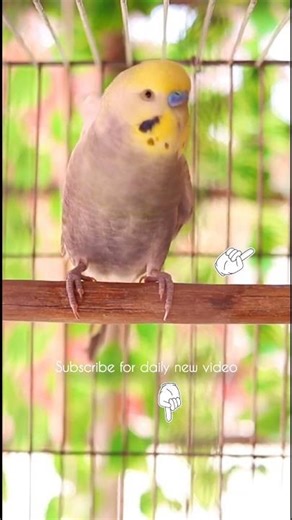 Green Budgie Dancing for You 💚🎶 | Cutest Bird Vibes