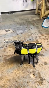 2.1K views · 138 reactions | Los pugs pueden nadar? muchos piensan que por su cuerpo gordito y patitas cortas no lo logran… ¡la verdad es otra! #pugslifemexico #puglover #pug #pugs #pugslove #swimmingpool | Pugs Life México | Facebook