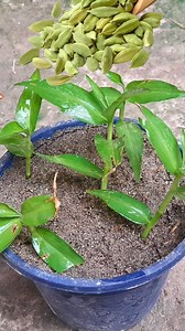 1.5M views · 8.5K reactions | how to grow cardamom from seeds, propagation of elaichi from seed | Garden video | Facebook