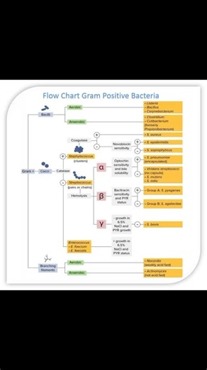 Rose Apple on Instagram: "✨ Flow Chart Gram Positive Bacteria and Gram Negative Bacteria ✨ Share Knowledge and Answer questions for Hematology and all Medical Technology https://www.facebook.com/rose.apple.127/subscribe/ #Bacteria #Microbiology #reels"