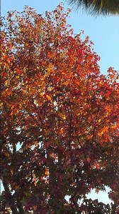 Sweet-gum (23/11/2025)