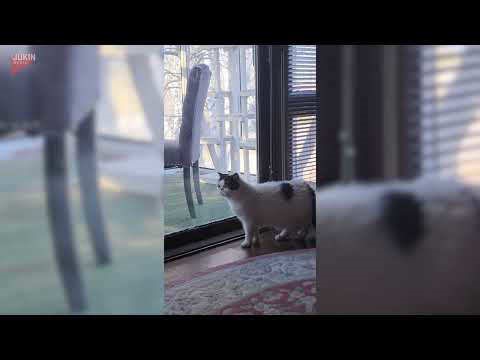 Cat bends blinds to peek through window