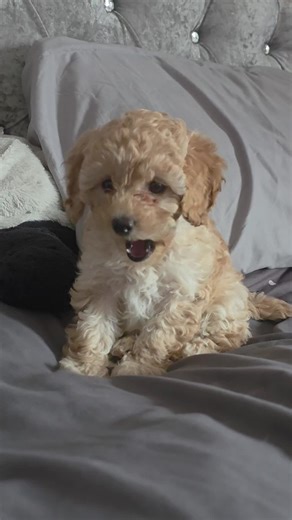 Tired Dolly today 🐾🩷🐶. #fyp #cavapoo #puppies #dogloverforever #puppydog