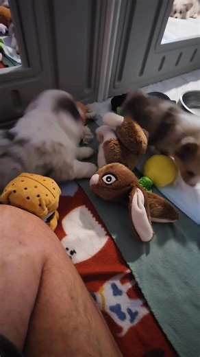 I set up a bigger sleeping area for all the Corgi babies, and I eventually had to break out the Hat of Doom. But you'll notice by the end of the video I was getting so much love #corgi #puppy #pets #dog | Corgis of Prairie Green
