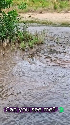 Hidden in plain sight on the Daintree ✨ Natural Camo