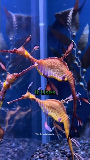 Leafy Seadragon Explained 🌿🐉 | Nature’s Real-Life Sea Dragon!