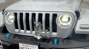 Man accused of running over seagulls in Washington charged