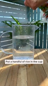 203K views · 1.8K reactions | Watering helps keep plants from wilting #gardeningknowhow #gardeninggoals #gardeningphoto #gardeninguk #gardeningtips | The Nature 84 | Facebook