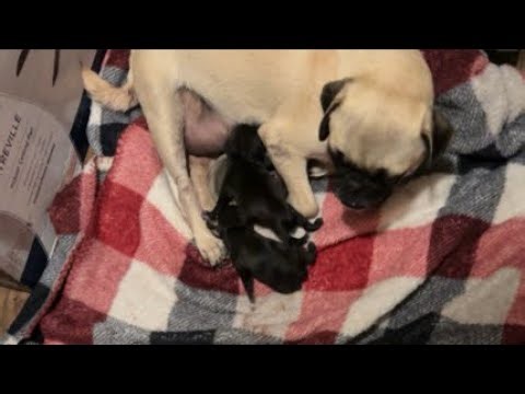 Pug Mama’s Delivery Day! ~ Newborn Puppies Arrive (HD)