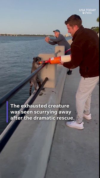 Raccoon clings to traffic cone, pulled from the water: See the dramatic rescue