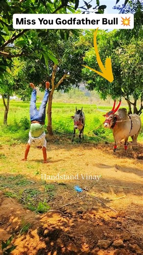 Vinay Handstand on Instagram: "Miss You GodFather Bull ❤️ Handstanding 🔥 . . . . . #handstandeveryday #handstandvinay #handstand #handstandpractice #handstandwalk #handstandchallenge #virelreels #handstandwalkvinay #handstanding #indian #janasena #janasenapspkedits #godfather"