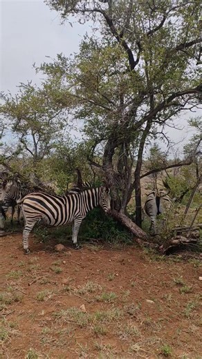 17K views · 402 reactions | Herd of big dazzling zebras #wild #life #lions #wildlife #epic #nature #animals #wow #amazing #safari #AfricanBushKingdom | African Bush Kingdom | Facebook