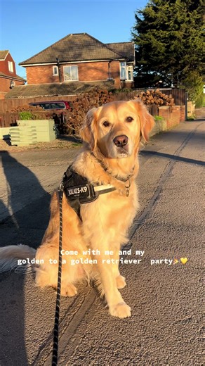 Join Us for a Fun Golden Retriever Party Celebration