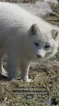 Nature’s Resilience: Adapting to a Changing Climate