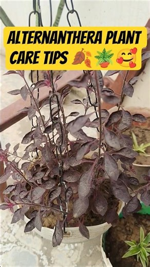 Alternanthera plant care tips🍂|How to plant Red Emperor #garden #trending #shorts #beautiful #nature
