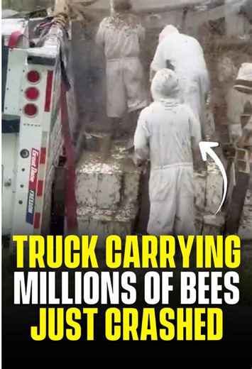 An 18-wheeler carrying 408 beehives flipped on a narrow Texas road on Sunday after the driver took a wrong turn, releasing an estimated 24 million honeybees into a residential neighborhood. Emergency services shut down roads and told residents to stay indoors. Local beekeepers suited up and rushed to the scene to salvage what they could, but only about a quarter of the hives are expected to survive. It all depends on how many queens made it out alive. (@queenbeesupplyllc via IG) #pubity #RoadTo1