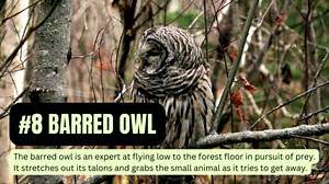 Take a Look at Some of North America’s Deadliest Birds