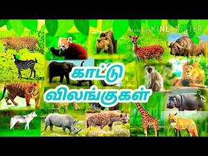 50+ wild animals names with pictures in tamil and english|காட்டு விலங்குகள் படங்களுடன்