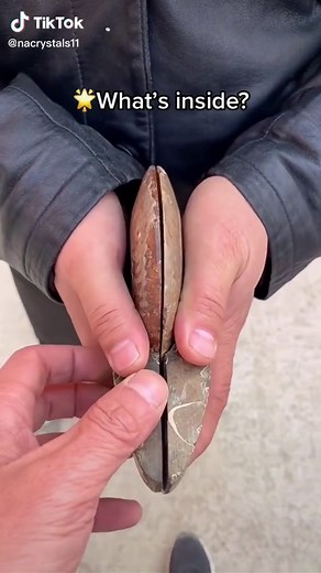 ✨snail fossil✨ #fossil #stones #rocks #crystal #fypシ #crystaltok