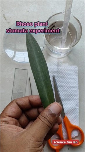 Rhoeo plant stomata experiment biology experiment