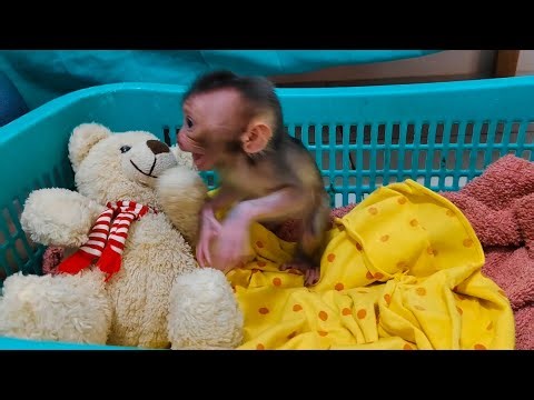 Strange😱😨 this newborn baby monkey is already able to throw a tantrum while waiting for his milk