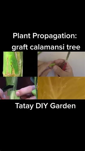 Calamansi Grafting: Step-by-Step Plant Propagation Guide