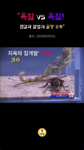 독침 vs 독침! 전갈과 말벌의 끝장 승부 (소름주의) 🦂🐝#shorts #곤충다큐 #낙타거미 #리옥크 #생존본능 #쇼츠