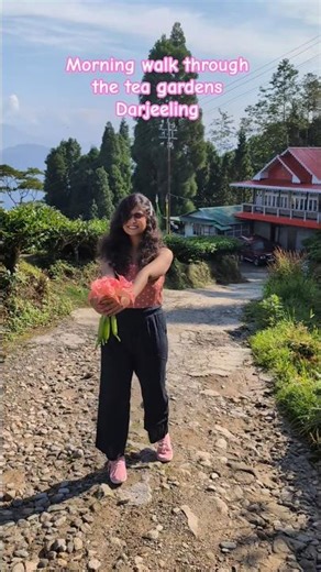 Morning walk through the tea gardens | Darjeeling