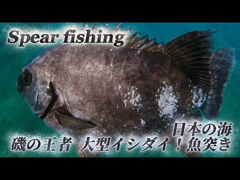 【魚突き】【石鯛の季節到来】大型イシダイ/素潜り/キジハタ/日本の海を堪能/〜魚突きSpear fishing〜vol.5