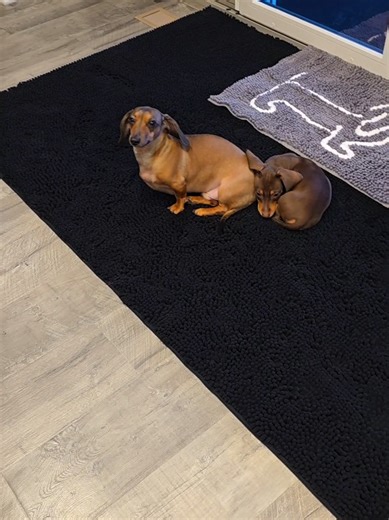 @Muddy Mat is having a huge Winter sale on their viral mats!! Grab your favorite before it goes back up to full price!! #muddymat