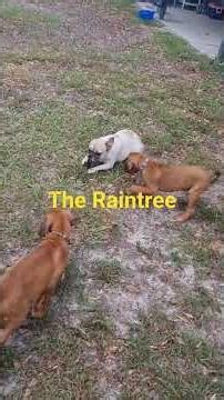 THE RAINTREE